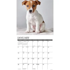 2025 Calendars|Willow Creek 2025 Just Jack Russell Puppies 12
