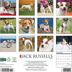 2025 Calendars|Willow Creek 2025 Just Jack Russells 12" x 12" Monthly Wall Calendar (43554)