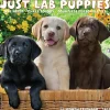 2025 Calendars|Willow Creek 2025 Just Lab Puppies 12" x 12" Monthly Wall Calendar (43653)
