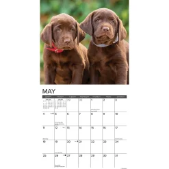 2025 Calendars|Willow Creek 2025 Just Lab Puppies 12