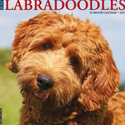 2025 Calendars|Willow Creek 2025 Just Labradoodles 12" x 12" Monthly Wall Calendar (43660)