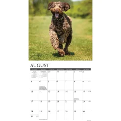 2025 Calendars|Willow Creek 2025 Just Labradoodles 12