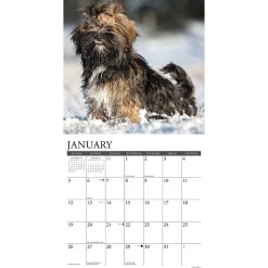 2025 Calendars|Willow Creek 2025 Just Lhasa Apsos 12