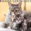 2025 Calendars|Willow Creek 2025 Just Maine Coon Cats 12" x 12" Monthly Wall Calendar (43813)