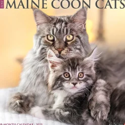 2025 Calendars|Willow Creek 2025 Just Maine Coon Cats 12" x 12" Monthly Wall Calendar (43813)
