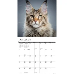 2025 Calendars|Willow Creek 2025 Just Maine Coon Cats 12