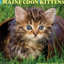 2025 Calendars|Willow Creek 2025 Just Maine Coon Kittens 12" x 12" Monthly Wall Calendar (43820)