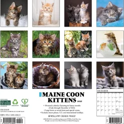 2025 Calendars|Willow Creek 2025 Just Maine Coon Kittens 12" x 12" Monthly Wall Calendar (43820)