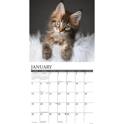2025 Calendars|Willow Creek 2025 Just Maine Coon Kittens 12