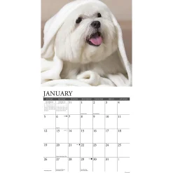 2025 Calendars|Willow Creek 2025 Just Maltese 12