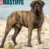 2025 Calendars|Willow Creek 2025 Just Mastiffs 12" x 12" Monthly Wall Calendar (43851)