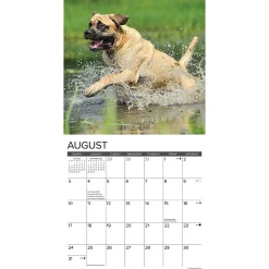 2025 Calendars|Willow Creek 2025 Just Mastiffs 12