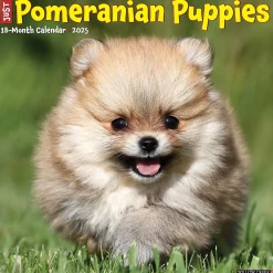 2025 Calendars|Willow Creek 2025 Just Pomeranian Puppies 12" x 12" Monthly Wall Calendar (44490)