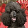 2025 Calendars|Willow Creek 2025 Just Poodles 12" x 12" Monthly Wall Calendar (44520)