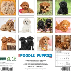 2025 Calendars|Willow Creek 2025 Just Poodle Puppies 12" x 12" Monthly Wall Calendar (44513)