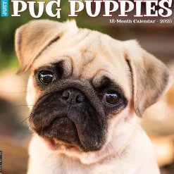 2025 Calendars|Willow Creek 2025 Just Pug Puppies 12" x 12" Monthly Wall Calendar (44568)