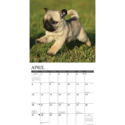 2025 Calendars|Willow Creek 2025 Just Pug Puppies 12