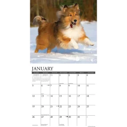 2025 Calendars|Willow Creek 2025 Just Shelties 12