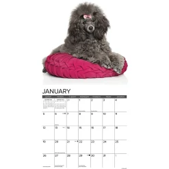 2025 Calendars|Willow Creek 2025 Just Toy and Miniature Poodles 12