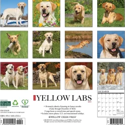 2025 Calendars|Willow Creek 2025 Just Yellow Labs 12" x 12" Monthly Wall Calendar (45534)