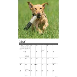 2025 Calendars|Willow Creek 2025 Just Yellow Labs 12