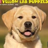 2025 Calendars|Willow Creek 2025 Just Yellow Lab Puppies 12" x 12" Monthly Wall Calendar (45527)