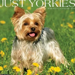 2025 Calendars|Willow Creek 2025 Just Yorkies 12" x 12" Monthly Wall Calendar (45558)
