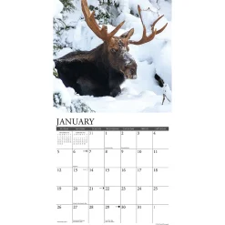 2025 Calendars|Willow Creek 2025 Moose 12