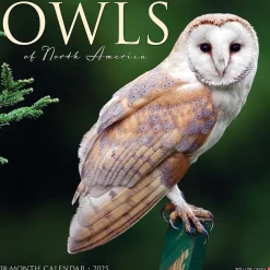 2025 Calendars|Willow Creek 2025 Owls 12" x 12" Monthly Wall Calendar (44315)