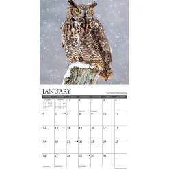 2025 Calendars|Willow Creek 2025 Owls 12