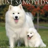 2025 Calendars|Willow Creek 2025 Press Just Samoyeds 2025 Wall Calendar 12" x 12" (44735)