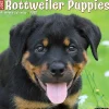2025 Calendars|Willow Creek 2025 Press Just Rottweiler Puppies 2025 Wall Calendar 12" x 12" (44681)