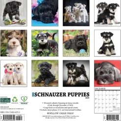 2025 Calendars|Willow Creek 2025 Schnauzer Puppies 12" x 12" Yearly Wall Calendar (44759)
