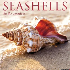 2025 Calendars|Willow Creek 2025 Seashells 12" x 12" Monthly Wall Calendar (44797)