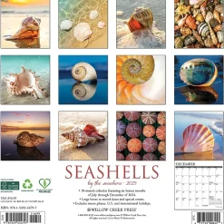 2025 Calendars|Willow Creek 2025 Seashells 12" x 12" Monthly Wall Calendar (44797)