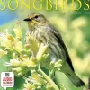 2025 Calendars|Willow Creek 2025 Songbirds 12" x 12" Monthly Wall Calendar (44988)