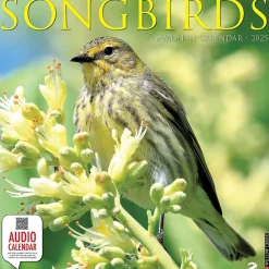 2025 Calendars|Willow Creek 2025 Songbirds 12" x 12" Monthly Wall Calendar (44988)