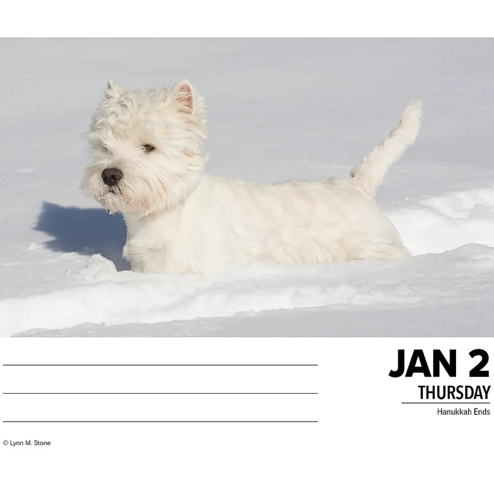 2025 Calendars|Willow Creek 2025 Westies 6" x 5.5" Day-to-Day Calendar (41093)