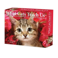 2025 Calendars|Willow Creek 2025 What Cats Teach Us 6" x 5.5" Day-to-Day Calendar (41109)