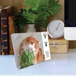 2025 Calendars|Willow Creek 2025 What Cats Teach Us 6