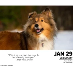 2025 Calendars|Willow Creek 2025 What Dogs Teach Us 6
