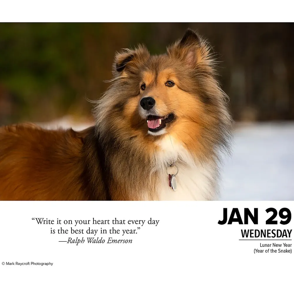 2025 Calendars|Willow Creek 2025 What Dogs Teach Us 6" x 5.5" Day-to-Day Calendar (41116)