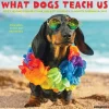 2025 Calendars|Willow Creek 2025 What Dogs Teach Us 7" x 7" Monthly Wall Calendar (46029)