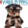 2025 Calendars|Willow Creek 2025 Yorkie Puppies 12" x 12" Monthly Wall Calendar (45541)