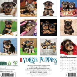 2025 Calendars|Willow Creek 2025 Yorkie Puppies 12" x 12" Monthly Wall Calendar (45541)